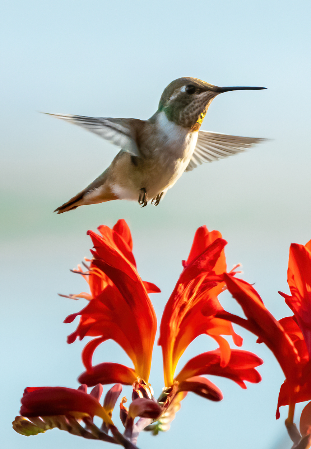 Washington Coast Humming Bird 08